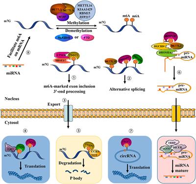 A Review in Research Progress Concerning m6A Methylation and Immunoregulation